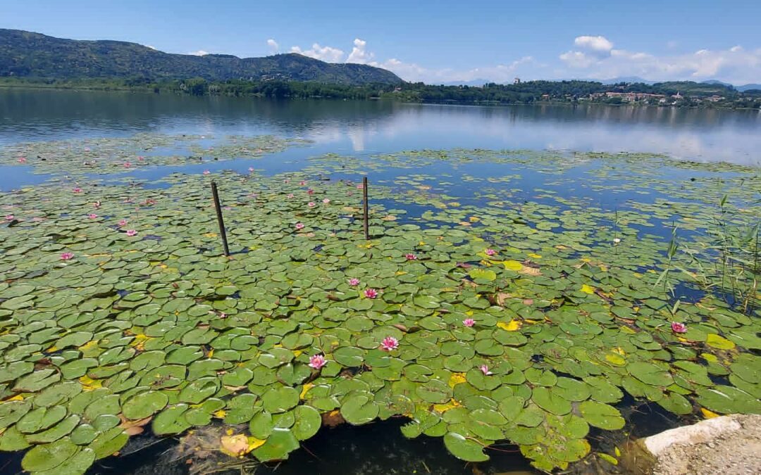 26 Giugno 2024 | Lago di Comabbio, Varese