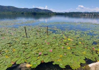 26 Giugno 2024 | Lago di Comabbio, Varese