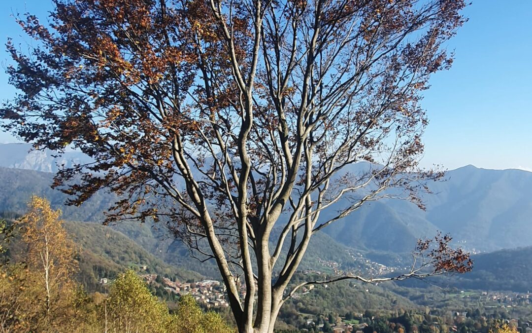 30 ottobre 2024 | Caglio, percorso ad anello